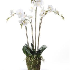 Emerald Phalaenopsis avec mousse - 90 cm Arbres, plantes & fleurs