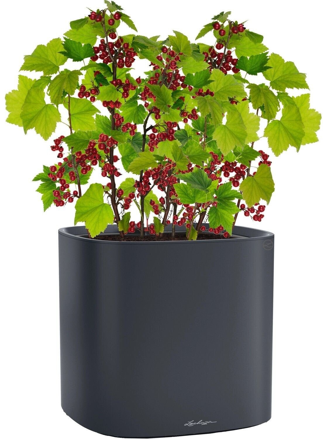 Accessoires pour plantes & fleurs Lechuza 15906